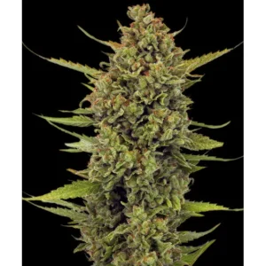 Barneys Farm Acapulco Gold Regular 5er Packung