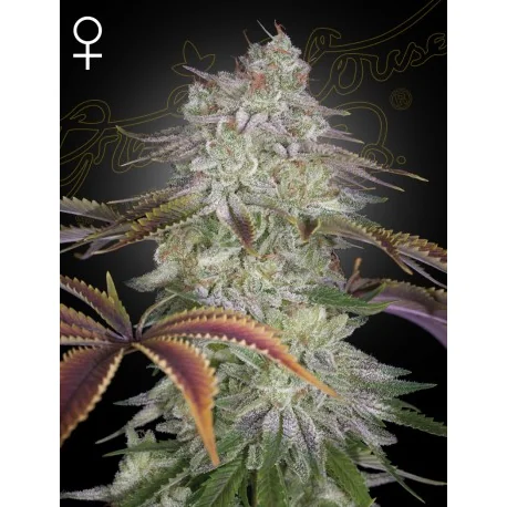 Green House Seed Co. AlienZ