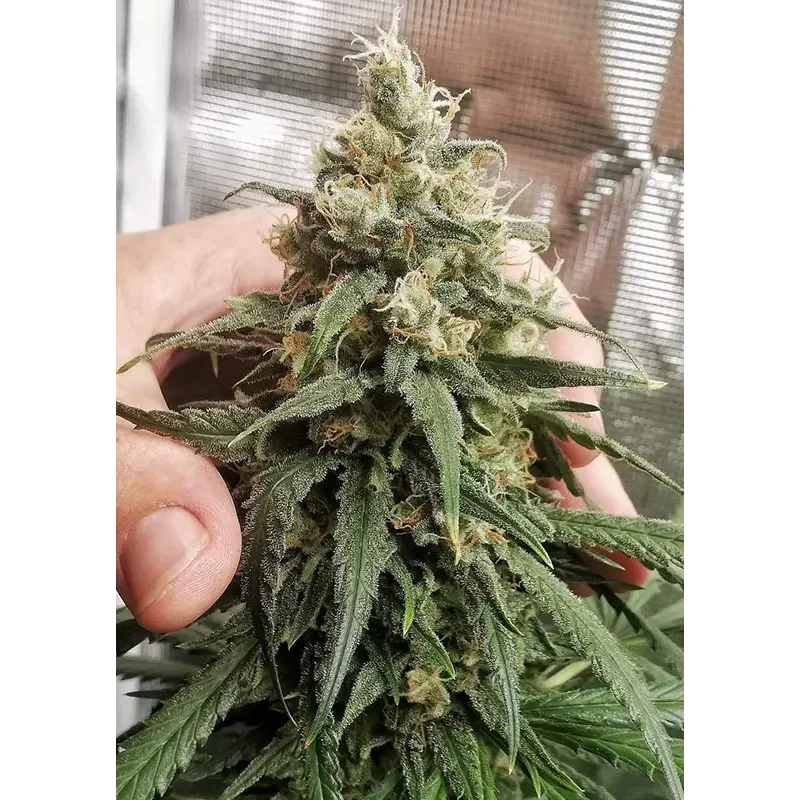 Dutch Passion Amsterdam Amnesia