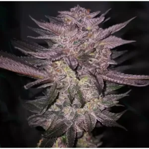 Ethos Genetics Atomic Fuego R1 feminisiert – 5 Samen