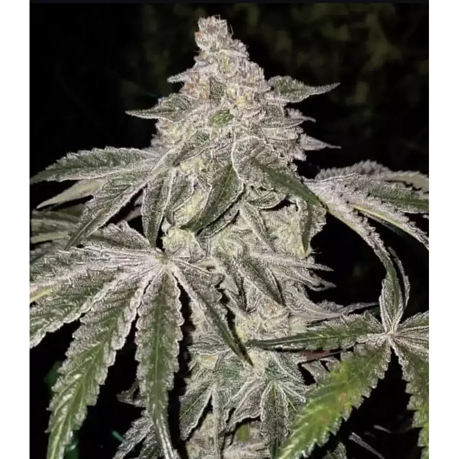 Ethos Genetics Atomic Leisure R1 feminisiert – 5 Samen