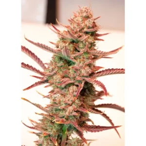 Dutch Passion Auto Banana Blaze – 3 Samen