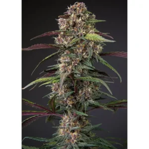 Dutch Passion Auto Blackberry Kush – 3 Samen