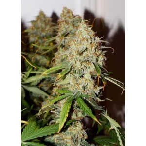 Dutch Passion Auto Brooklyn Sunrise