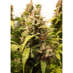 Dutch Passion Auto Critical Orange Punch