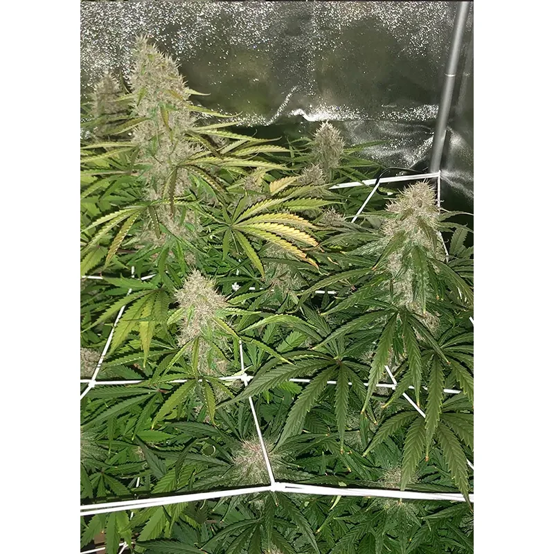 Dutch Passion Auto Desfrán