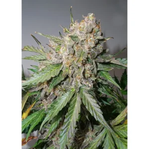 Dutch Passion Auto Glueberry O.G.