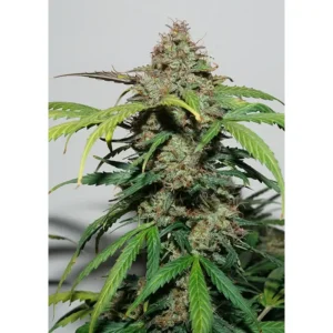 Dutch Passion Auto Kerosene Krash