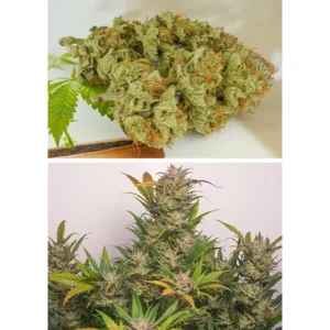 Dutch Passion Auto Mokum´s Tulip