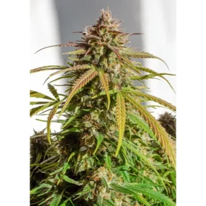 Dutch Passion Auto Orange Bud – 3 Samen