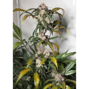 Dutch Passion Auto Trichome & Cream 3er Pack