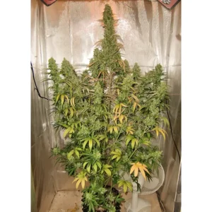 Dutch Passion Auto Xtreme Haze – 3 Samen