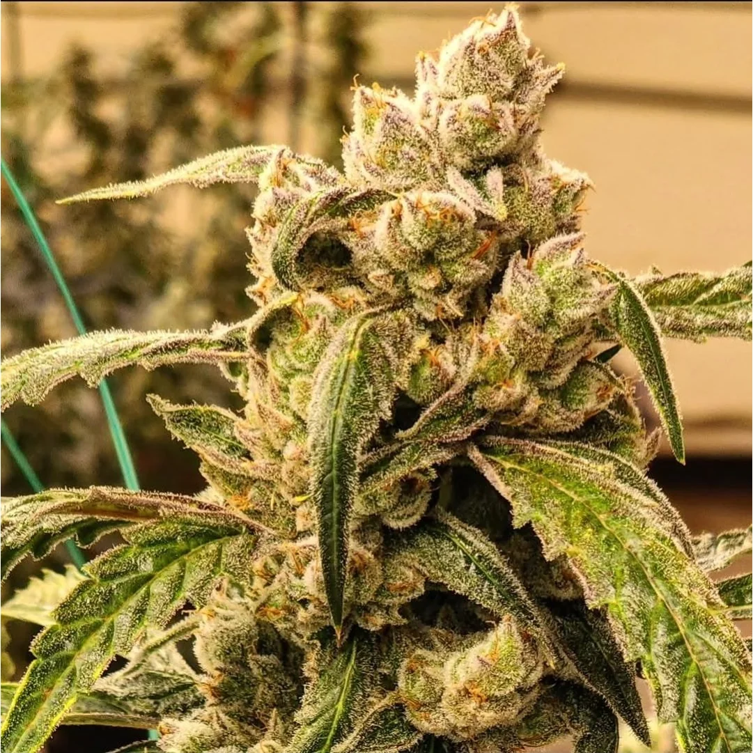 Ethos Genetics Banana Jealousy IBL Auto feminisiert – 6 Samen