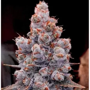 Ethos Genetics Banana Jealousy RF3 Auto feminisiert – 6 Samen
