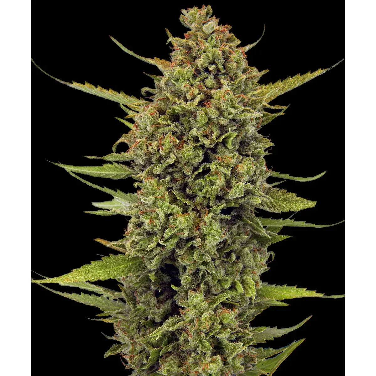Barneys Farm Acapulco Gold