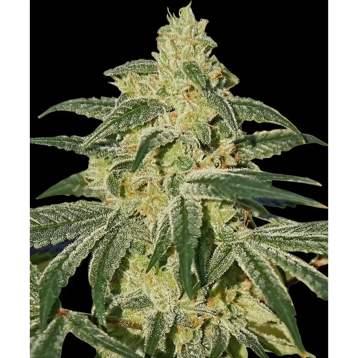 Barneys Farm Afghan Hash Plant - 1 Samen