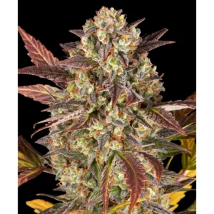 Barneys Farm Amnesia Haze Auto 3er Pack