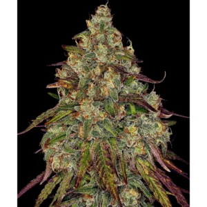 Barneys Farm Amnesia Lemon