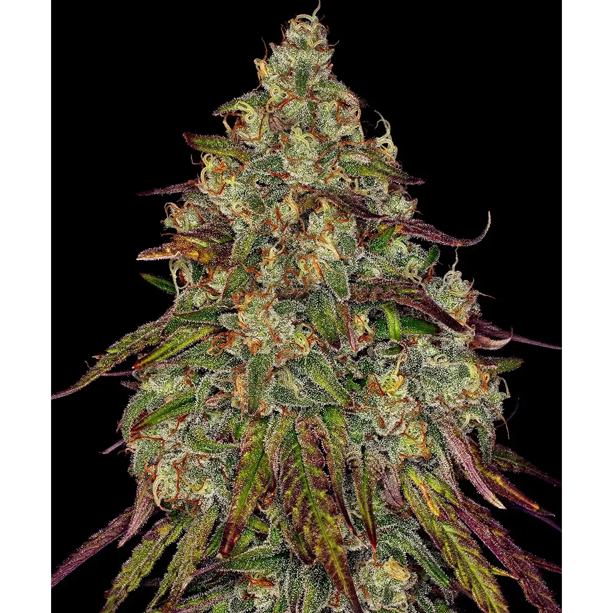 Barneys Farm Amnesia Lemon