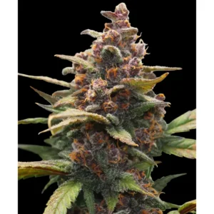 Barneys Farm Ayahuasca Purple 3er Pack