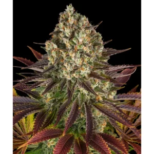 Barneys Farm Biscotti