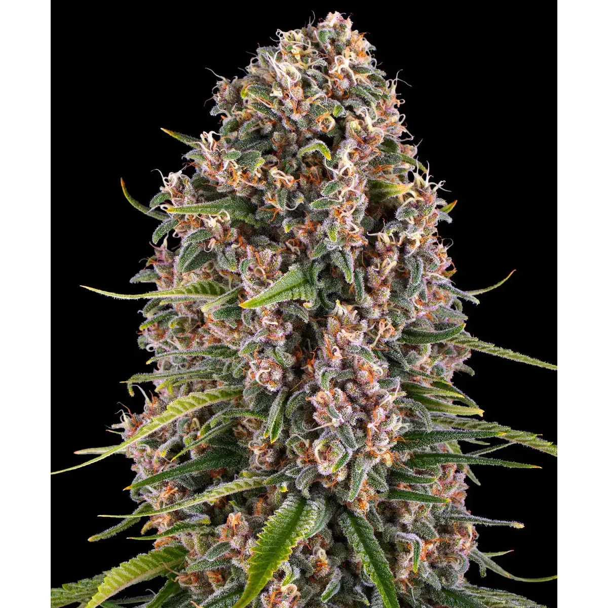 Barneys Farm Blue Cheese