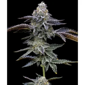 Barneys Farm Blue Dream 3er Pack