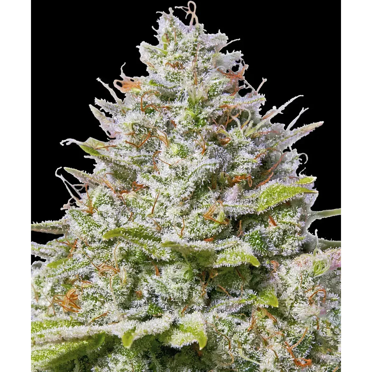 Barneys Farm Blue Gelato 41