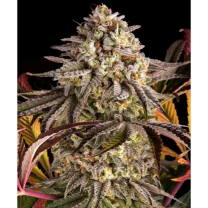 Barneys Farm Blue Sunset Sherbert 3er Pack