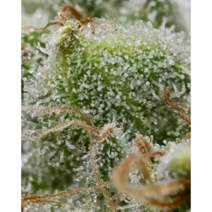 Barneys Farm Bruce Banner 3er Pack