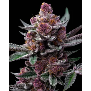 Barneys Farm Cherry Poppers 3er Pack