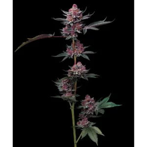 Barneys Farm Cherry Poppers 3er Pack