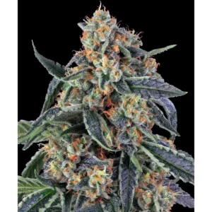 Barneys Farm Cookies Kush 3er Pack