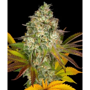 Barneys Farm Cookies Kush Auto 5er Pack