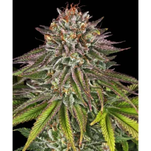 Barneys Farm Critical Kush 3er Pack