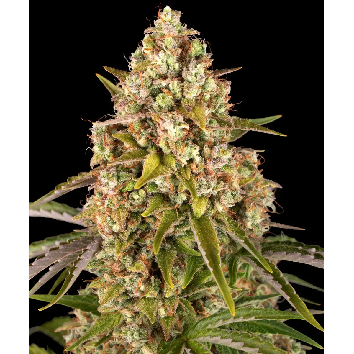 Barneys Farm Critical Kush Auto 3er Pack