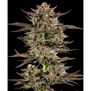 Barneys Farm Frosted Zinn x 3 Bears OG Auto 3er Pack