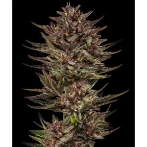 Barneys Farm Frosted Zinn x Cookie Dog Auto 3er Pack