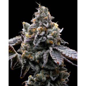Barneys Farm GMO Cookies 3er Pack