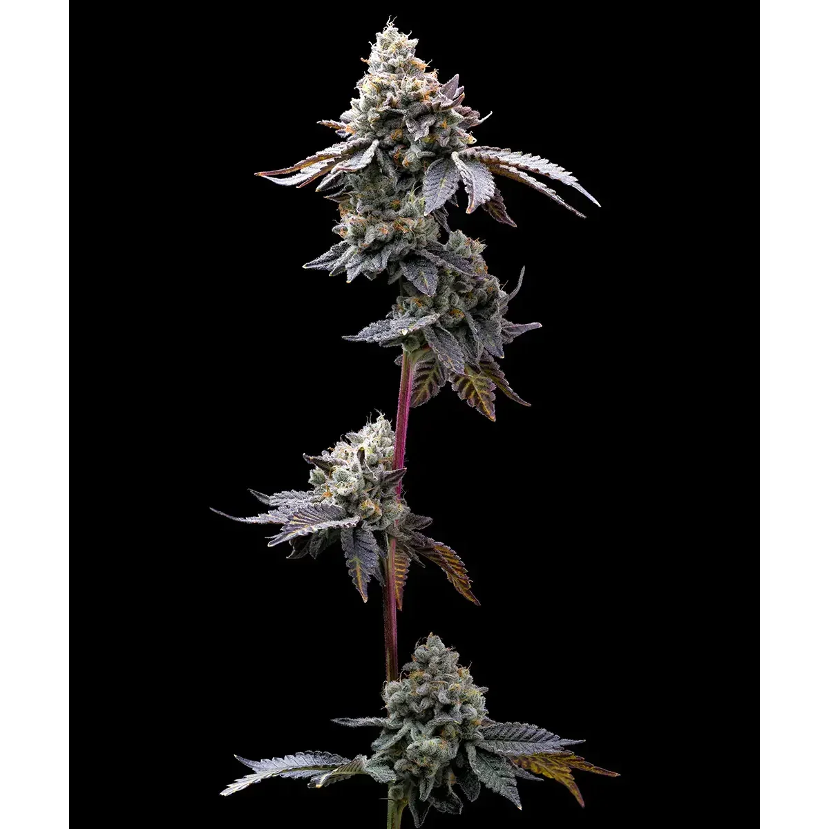 Barneys Farm GMO Cookies 3er Pack