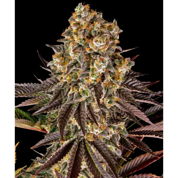 Barneys Farm Gelato #45