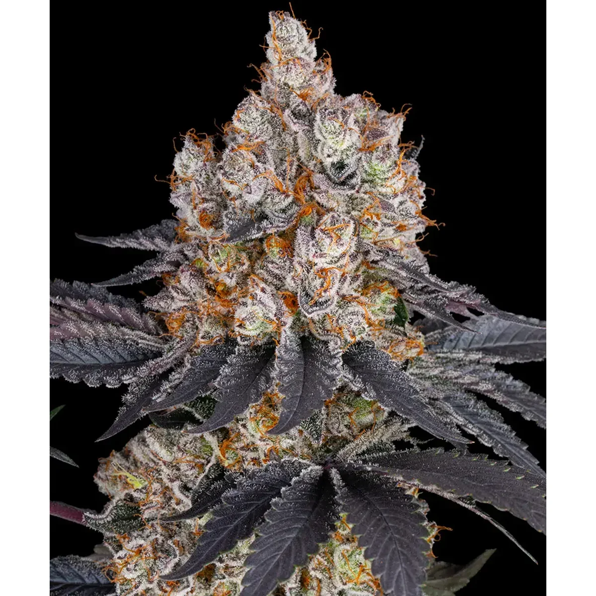 Barneys Farm Gelato