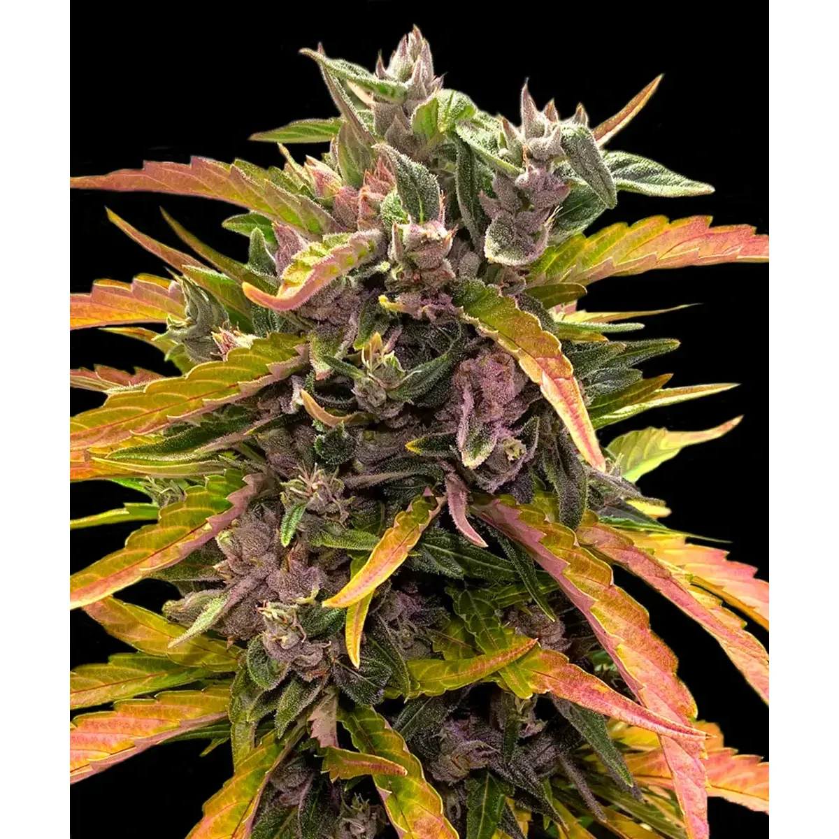 Barneys Farm Gorilla Glue Auto (GG4) 3er Pack