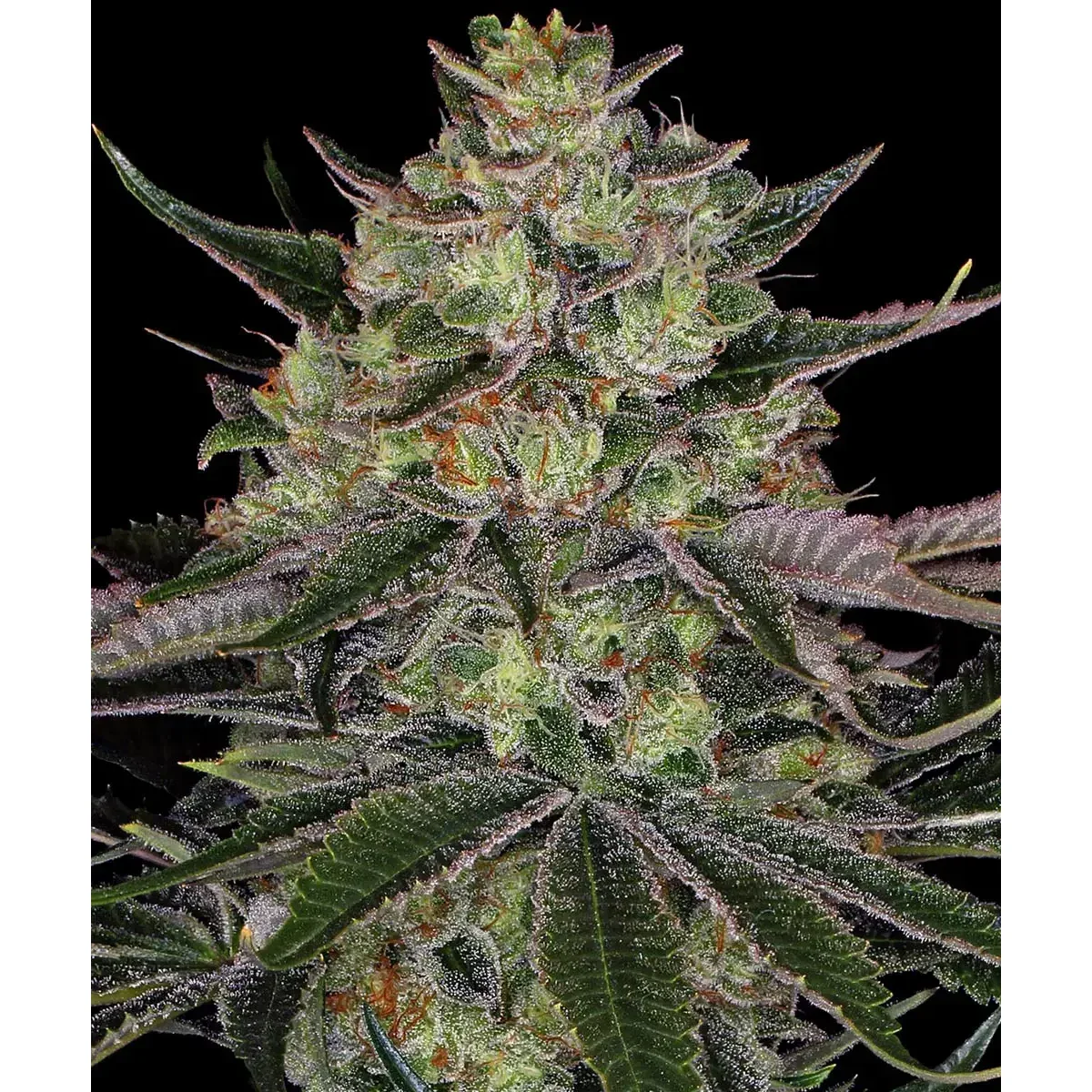 Barneys Farm Gorilla Zkittlez