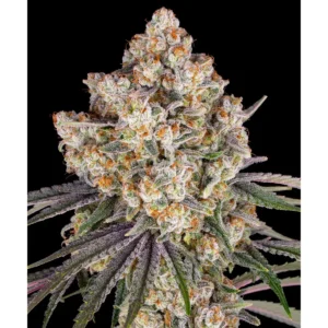 Barneys Farm Ice Cream Cake 3er Pack