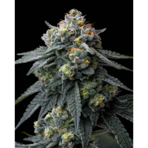 Barneys Farm Jealousy 3er Pack
