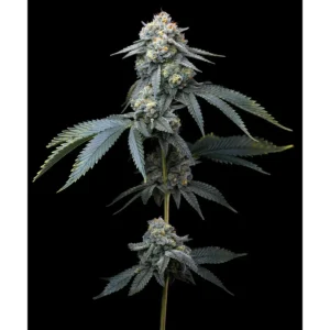 Barneys Farm Jealousy 3er Pack
