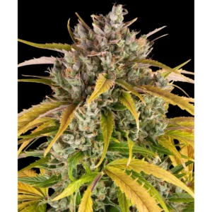 Barneys Farm LSD Auto 3er Pack