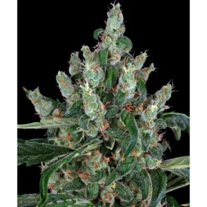 Barneys Farm Laughing Buddha 3er Pack