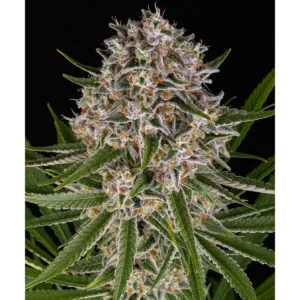Barneys Farm Lemon Haze Auto 3er Pack
